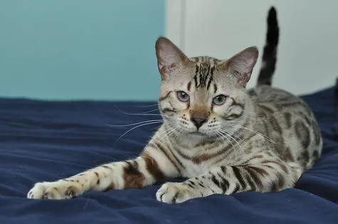 bengal